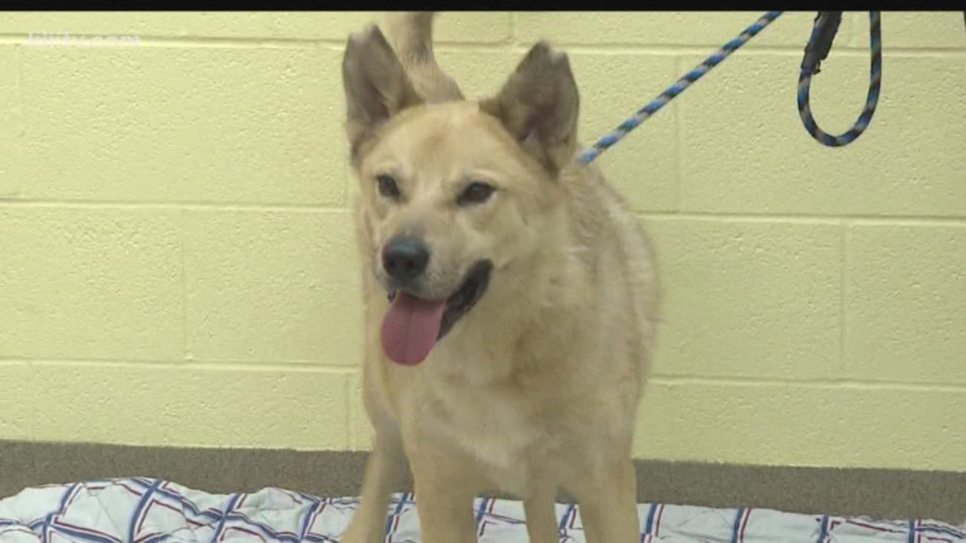 Adopt Chase from the Gulf Coast Humane Society.