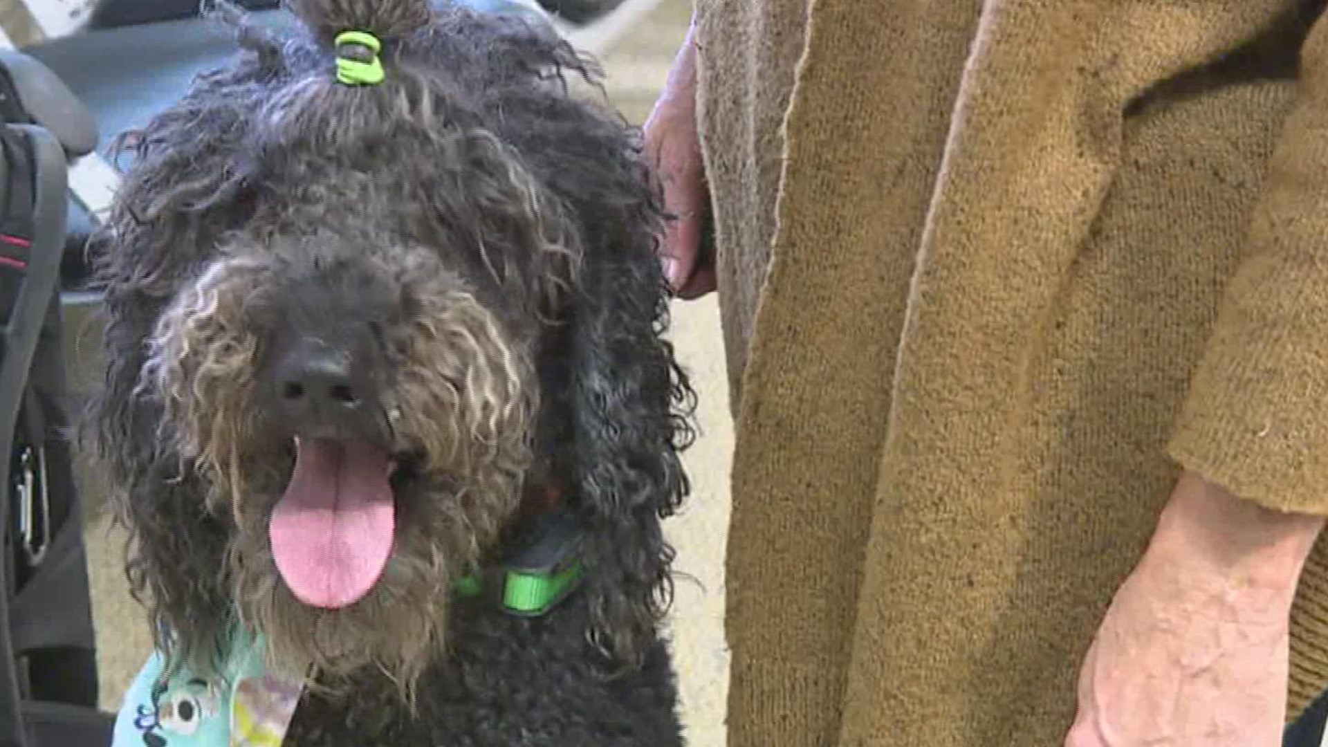 Journey, a four-year-old poodle, has been one of the Go Team Therapy dogs for three years now.