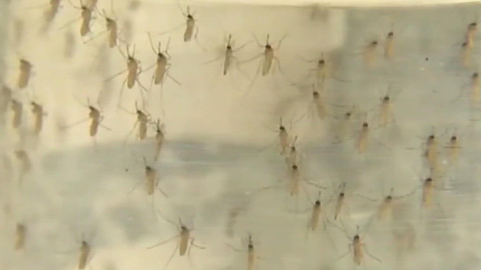 Just days after a pool tested positive for the West Nile Virus in Corpus Christi-- the city will have Vector Control spray for the pests.