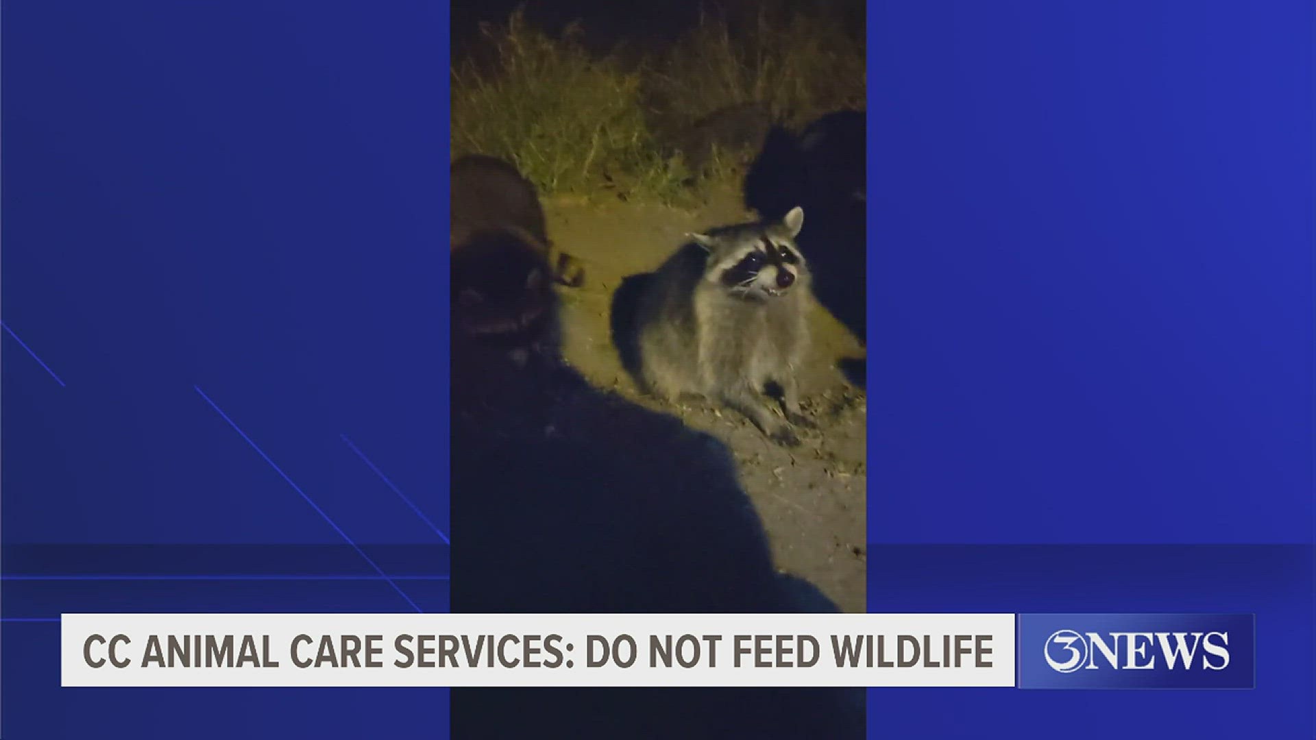 Residents could face up to a $500 fine if caught feeding racoons.