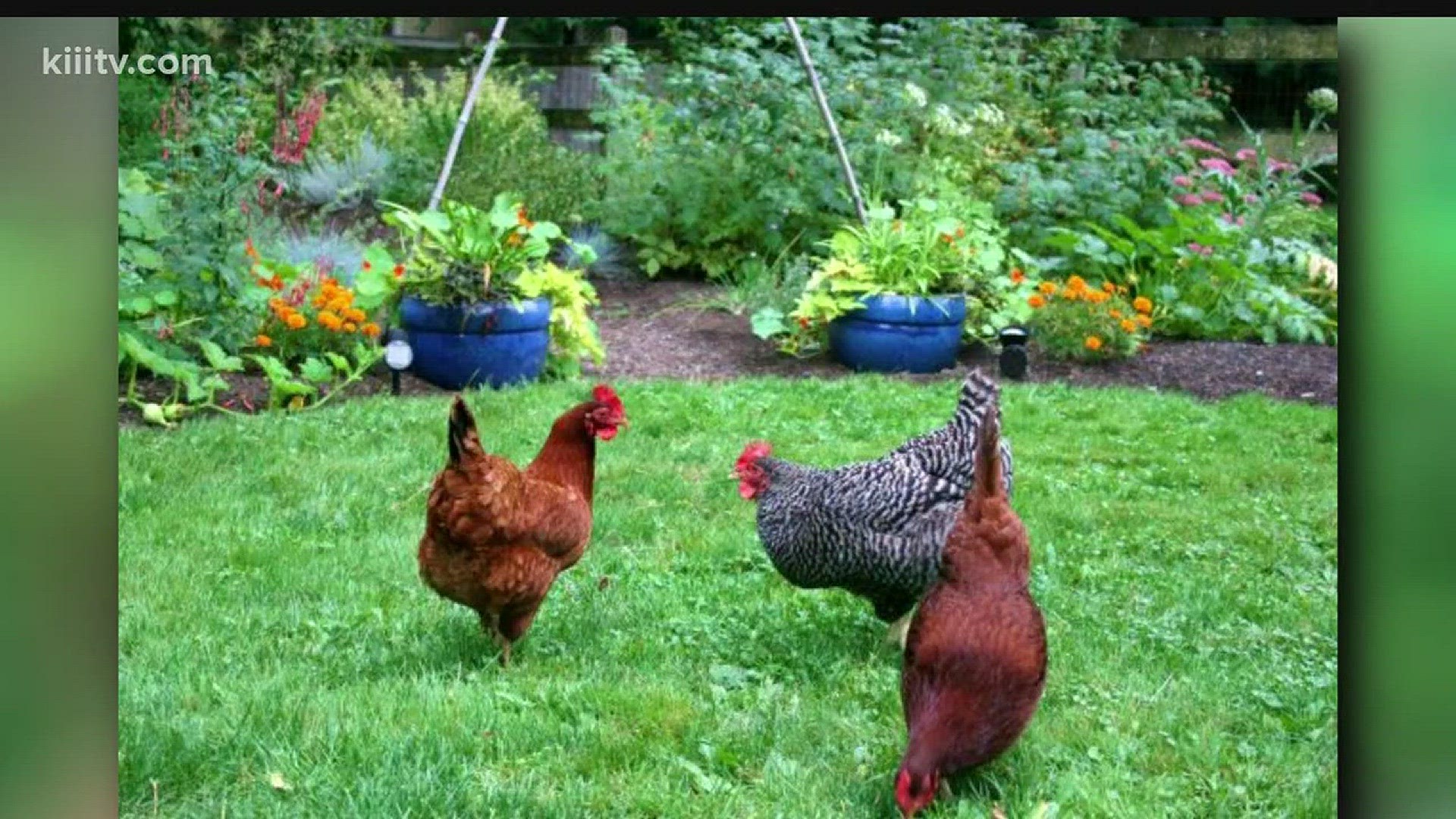 Adding chickens to your garden could bring your plants benefits.