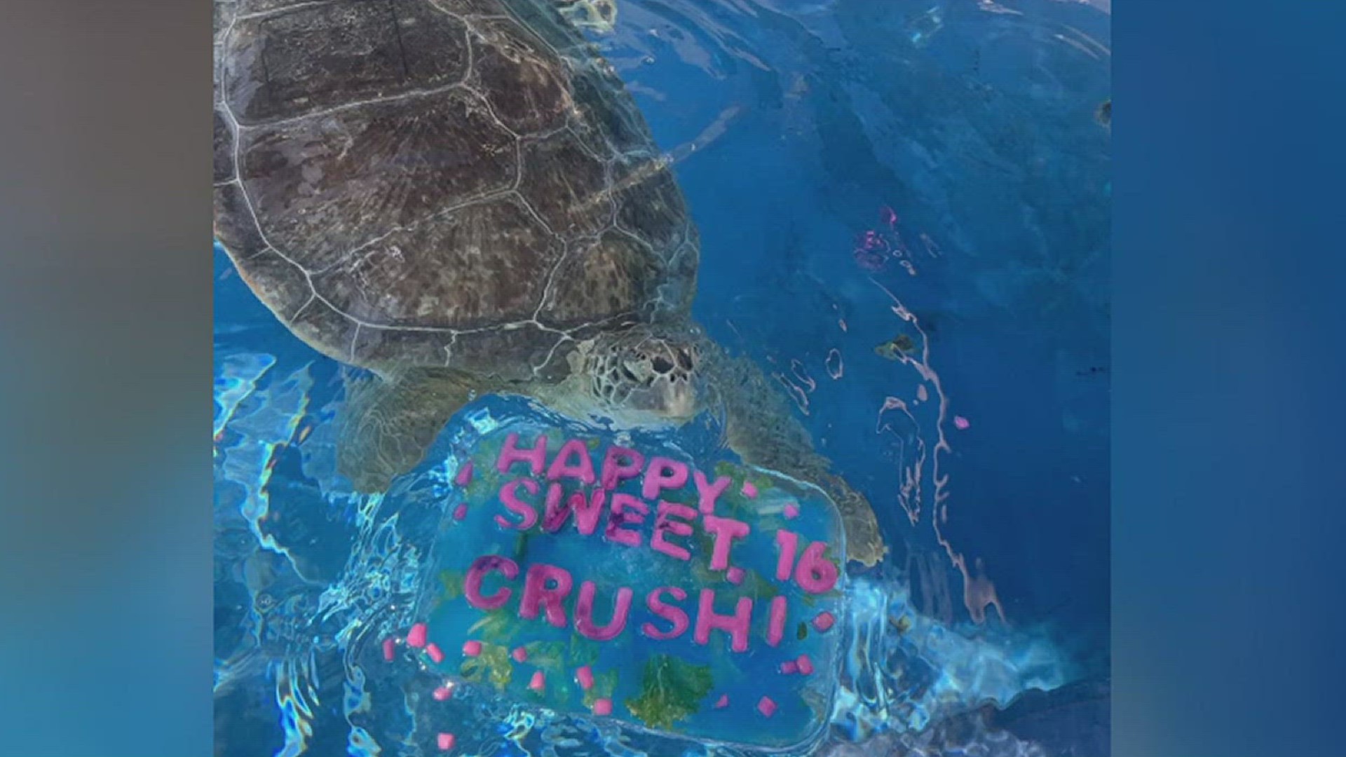 A very special green sea turtle, Crush, celebrated 16 years at the Texas State Aquarium Wednesday.