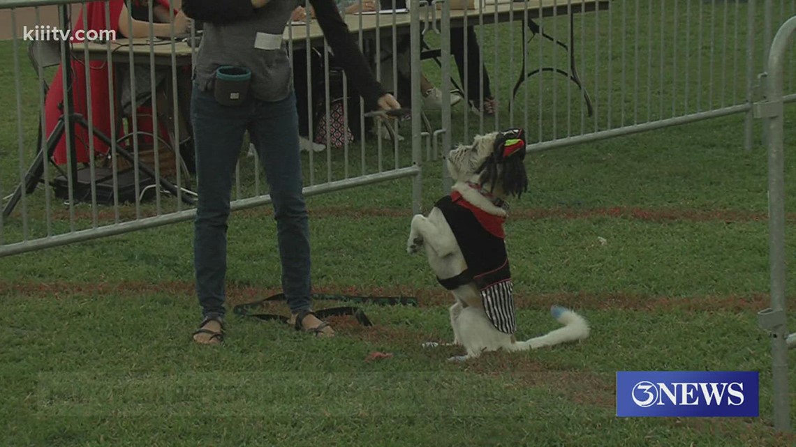tamucc hosts dog pageant to raise money for scholarships - Vimarsana News