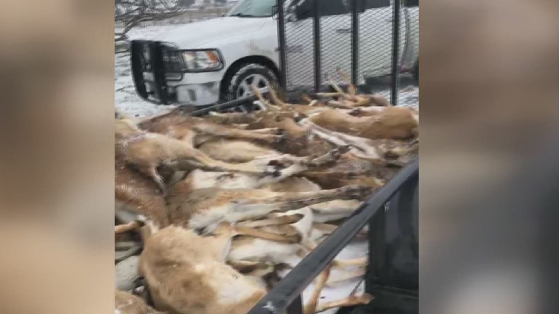 Two dozen native and non-native deer froze to death in the arctic storm.