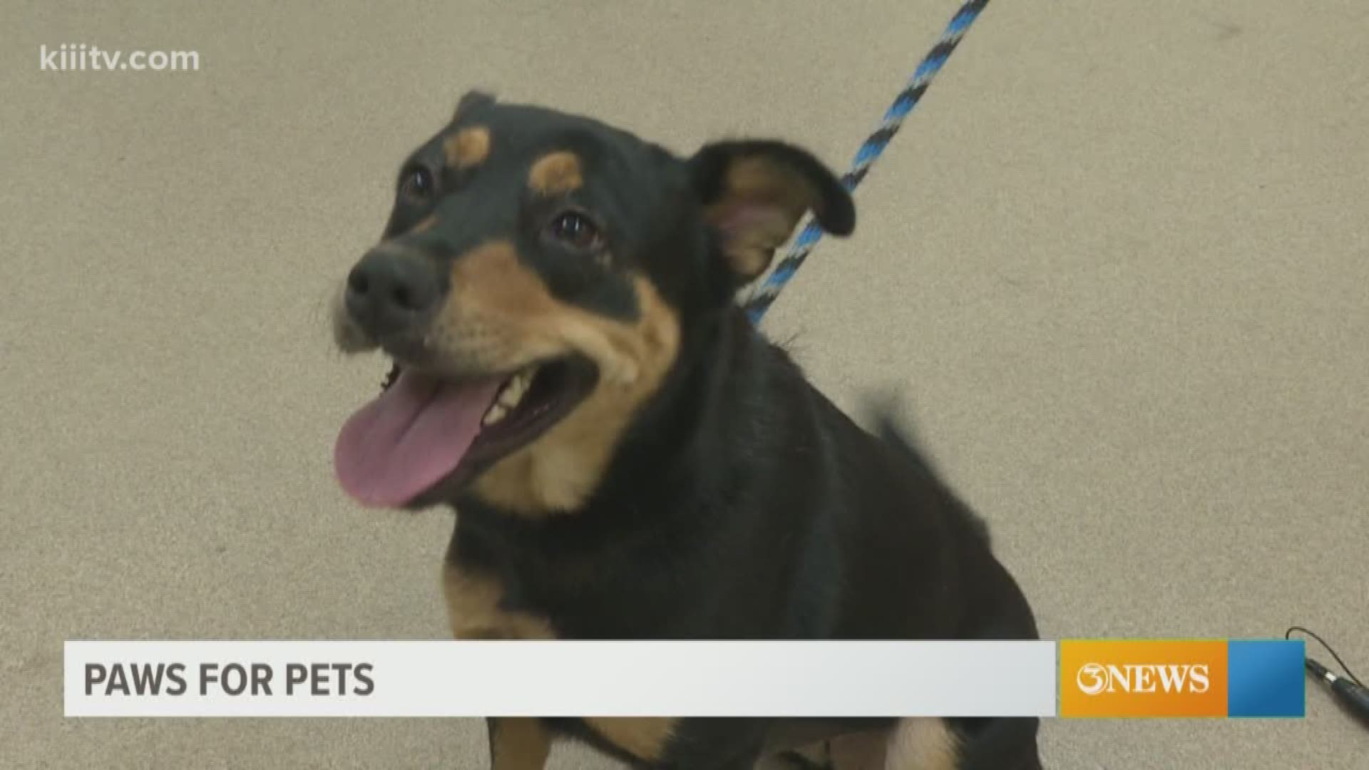 Meet your next pet from the Gulf Coast Humane Society