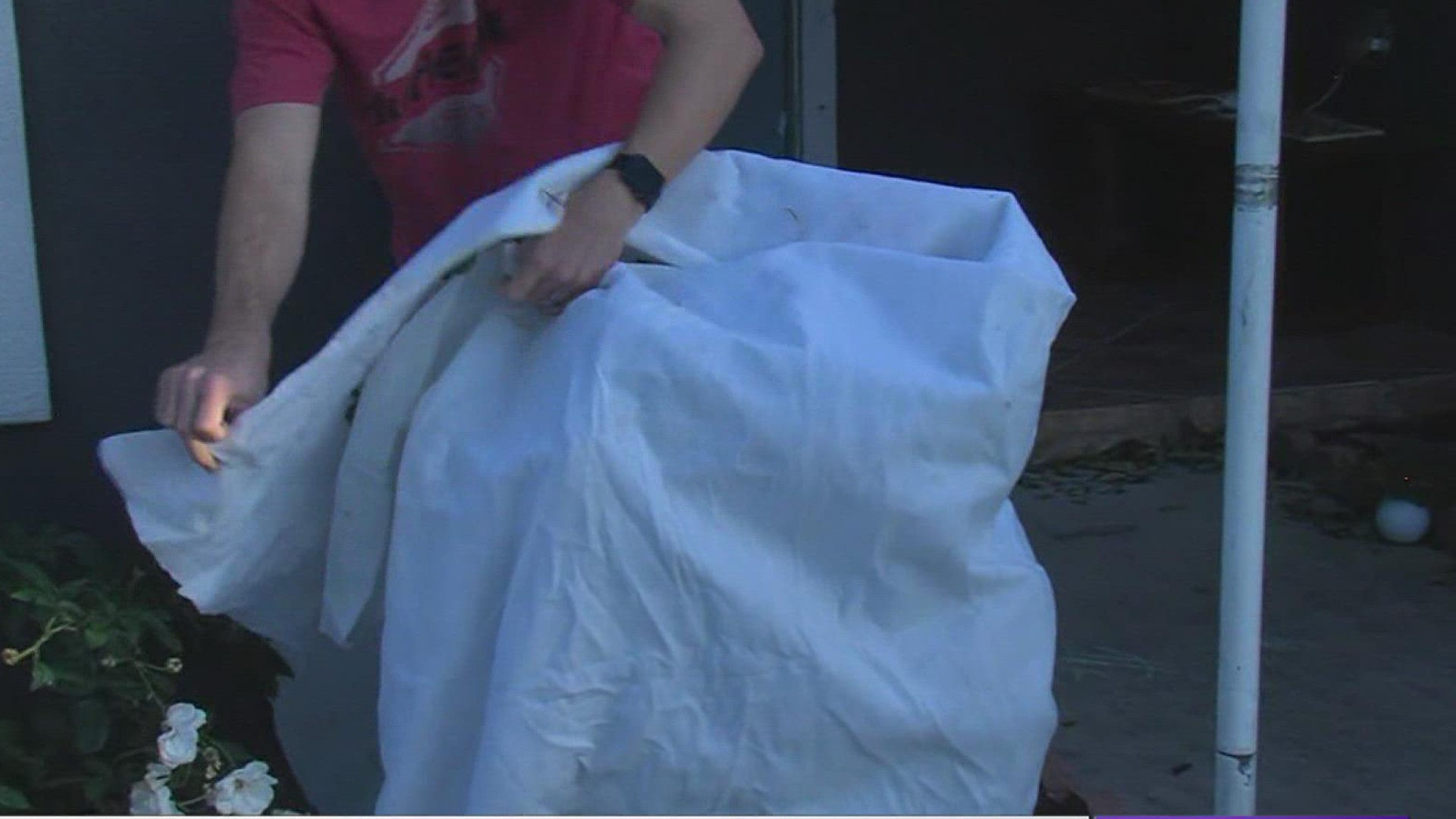 Corpus Christi nursery gives advise on protecting plants