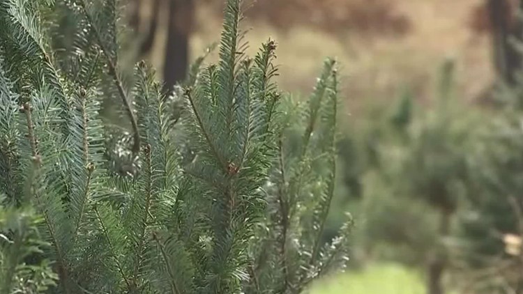 Less, pricier options: Impact of inflation on South Texas Christmas tree sales