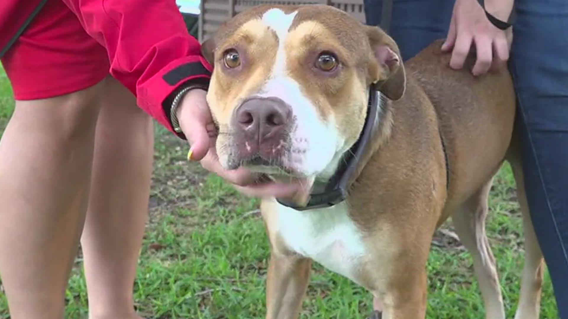 This week's handsome boy is Cash. The awesome terrier-mix was previously a long-term resident at the Portland Animal Shelter. He is looking for his furrever home.