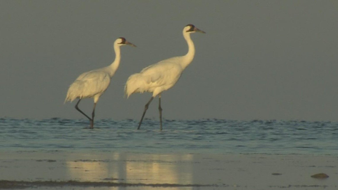 A record number of whooping cranes wintered in South Texas