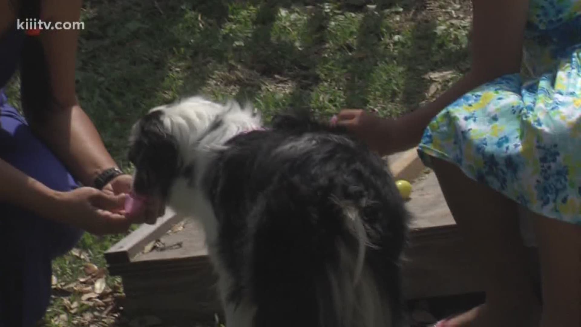 The new dog park welcomed furry friends for a unique egg hunt