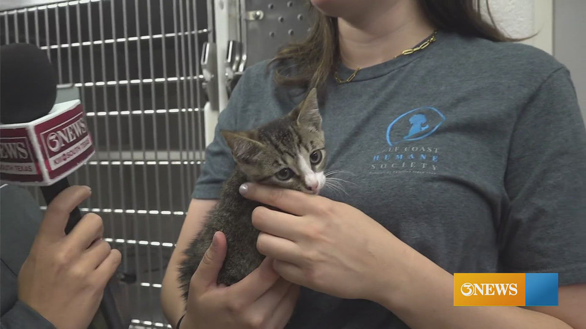 Frogger is one of the male kittens available for adoption at the Gulf Coast Humane Society.