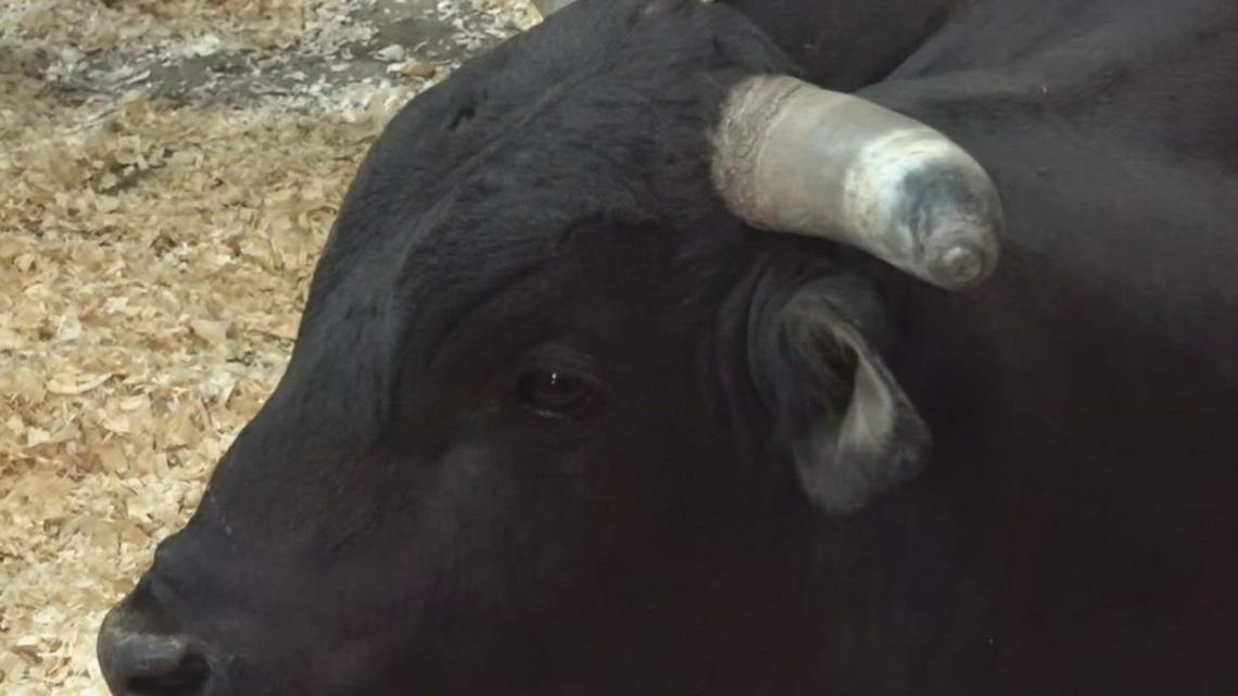 'Midnight Magic'| Meet one of the happiest buckin' bulls in the business - Vimarsana News