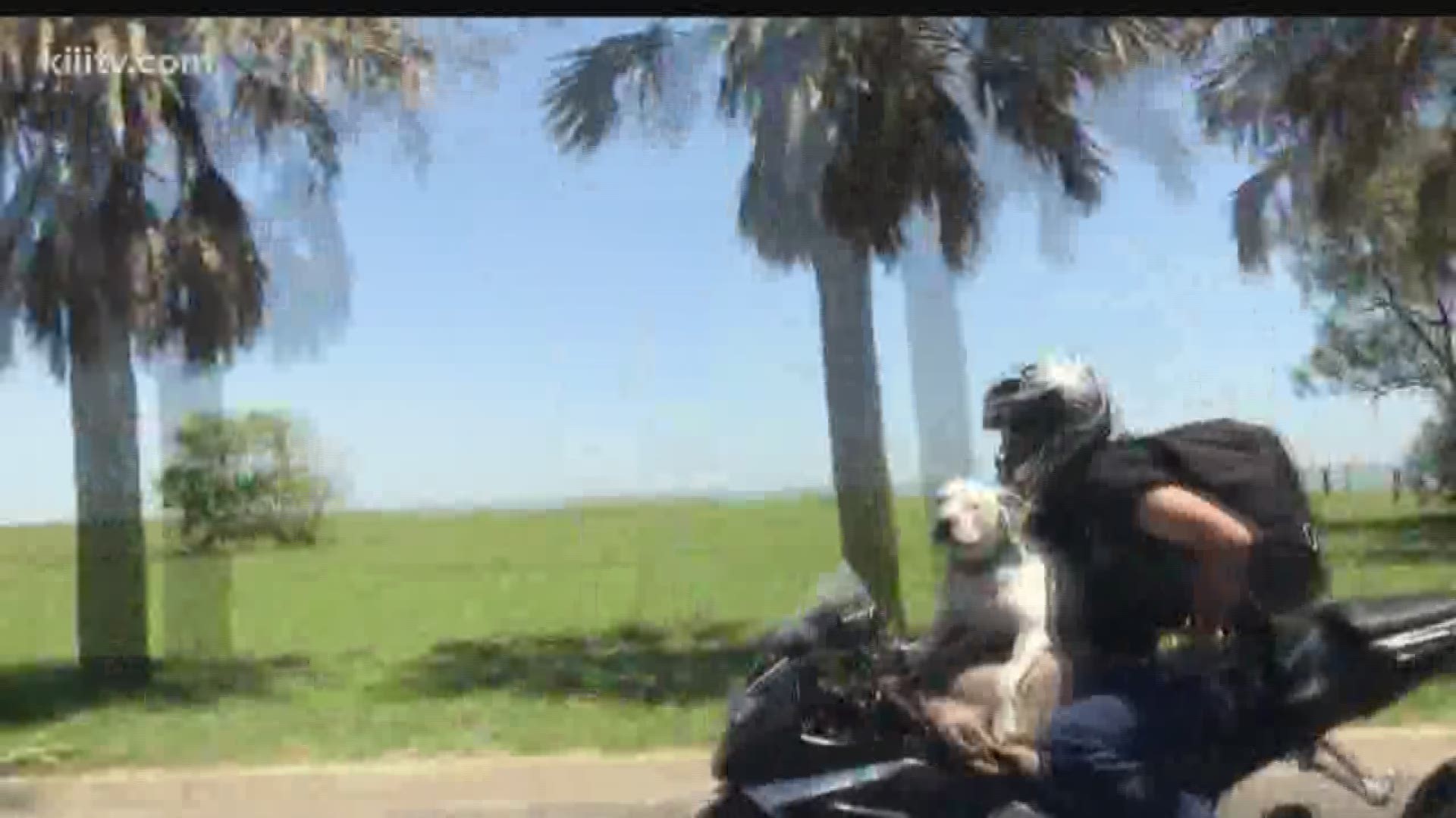 The video was captured by a passerby along Ocean Drive who saw the pet sitting in front of the rider as they rolled by. The dog seemed to enjoy the experience.