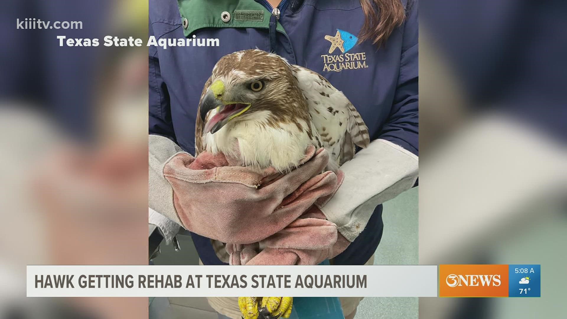 Coverage of wildlife rescue at Texas State Aquarium