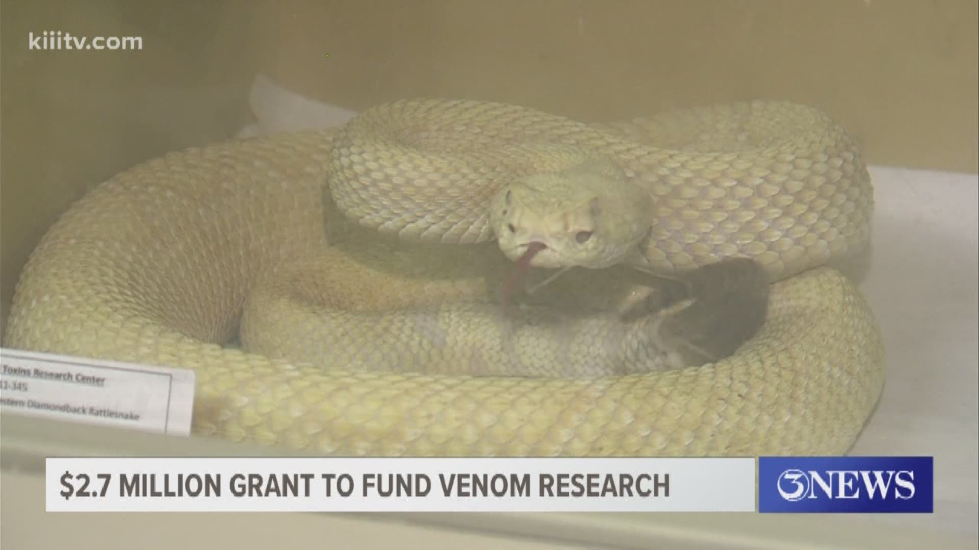 Texas A&M University-Kingsville received a grant for $2.7 million that will go toward improving the campus serpentarium where they study snakes.