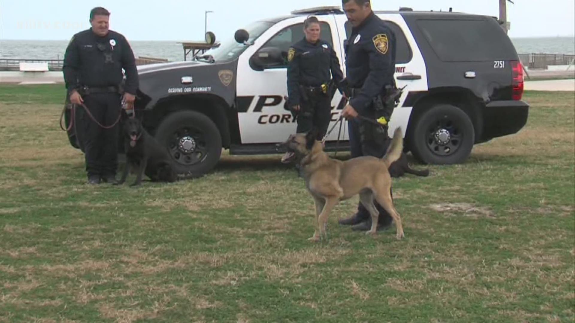 CCPD hosts retirement ceremony for K-9 Officer Indy | kiiitv.com