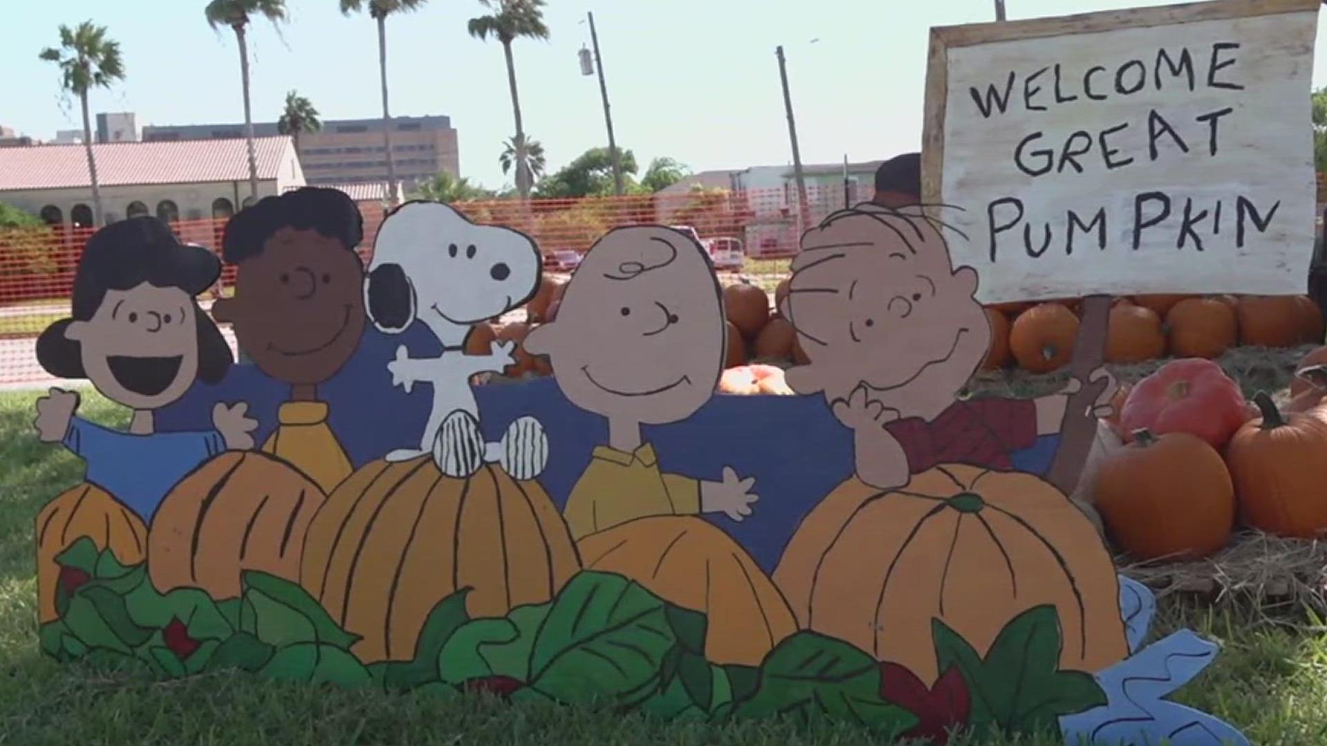 Head over to kiiitv.com to find a pumpkin patch near you!