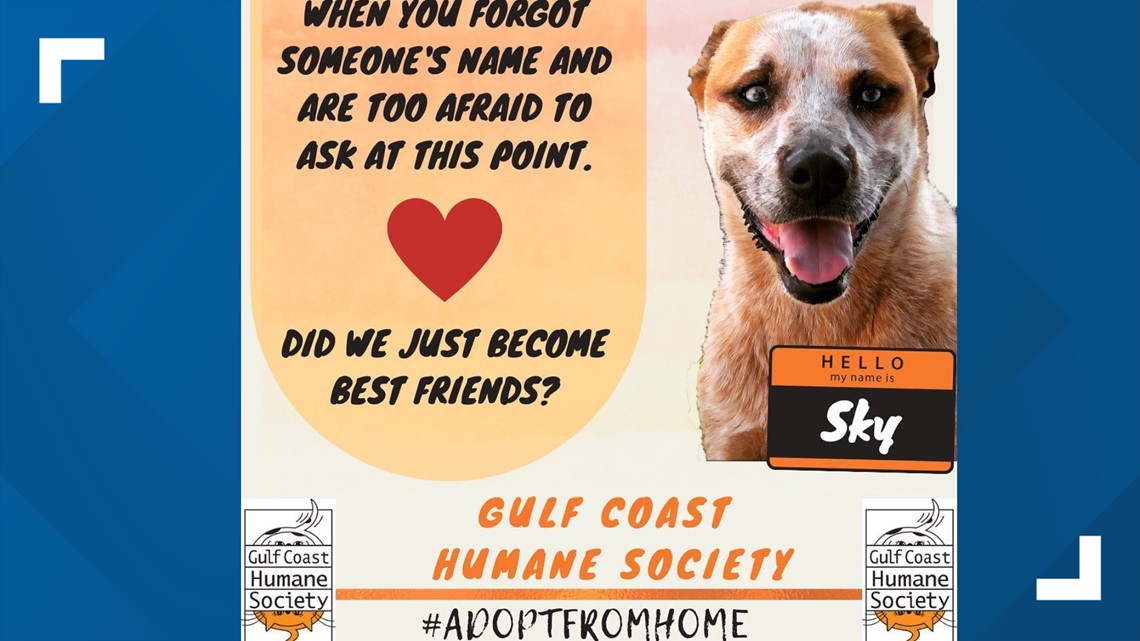 Gulf Coast Humane Society teamed up with ASPCA for Adopt From Home event |  