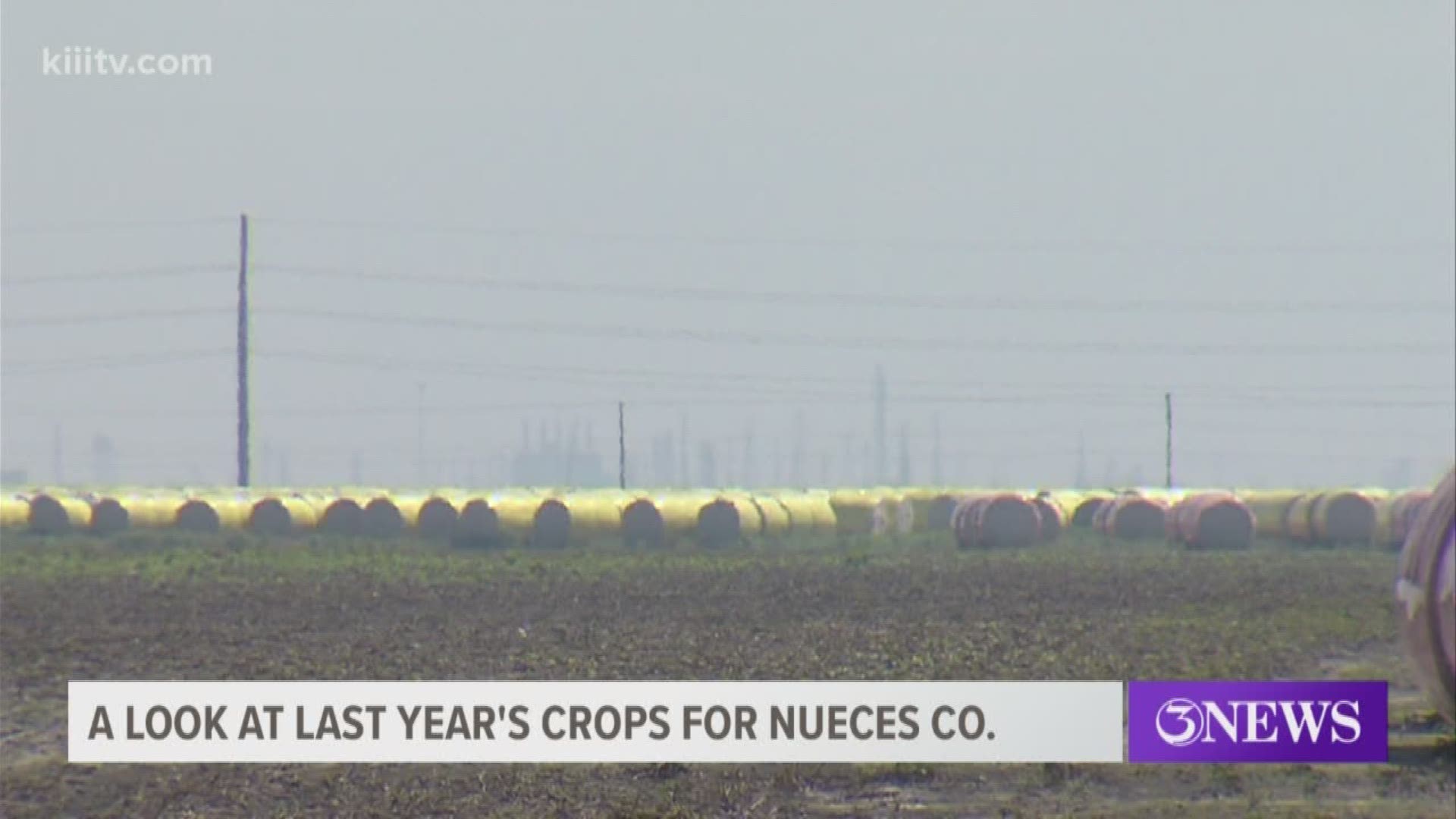 Overall, experts say about $150-million was made in crops for Nueces County.