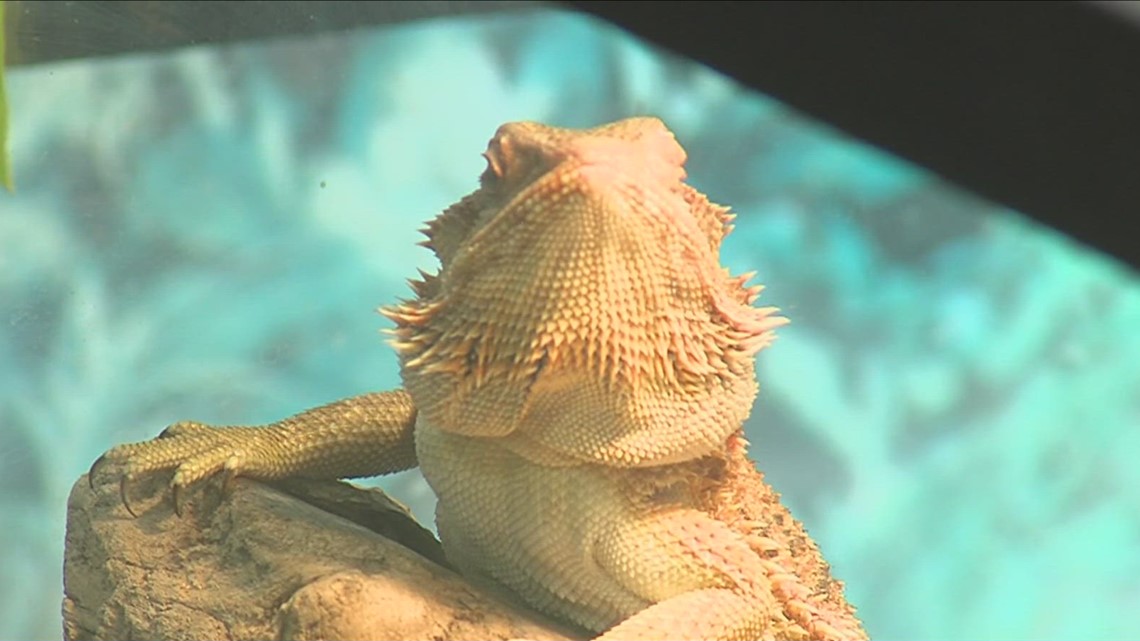 HERPS Exotic Reptile and Pet Show takes place in Robstown over weekend