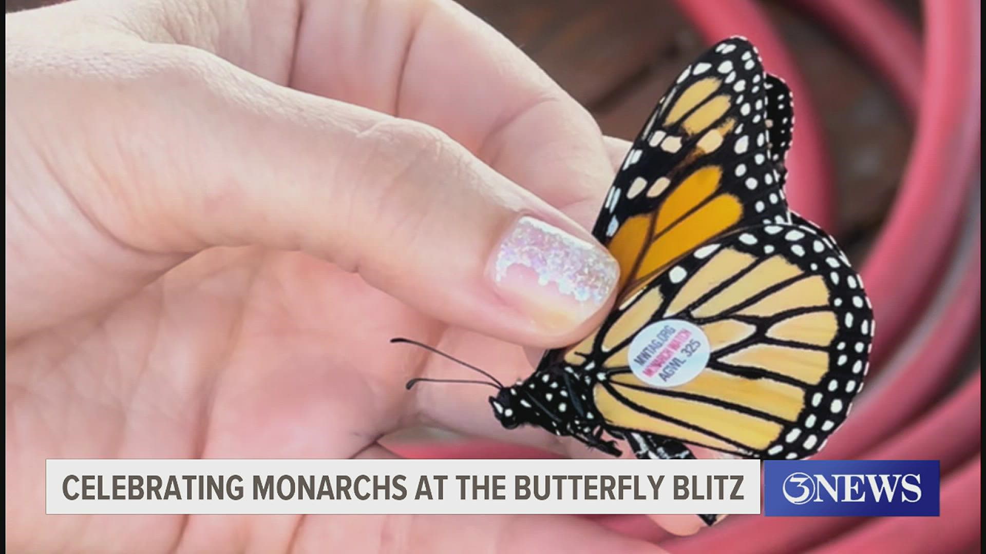 You could say the town is a flutter over the butterfly's arrival.  However, there are also concerns over the monarch's dwindling numbers.