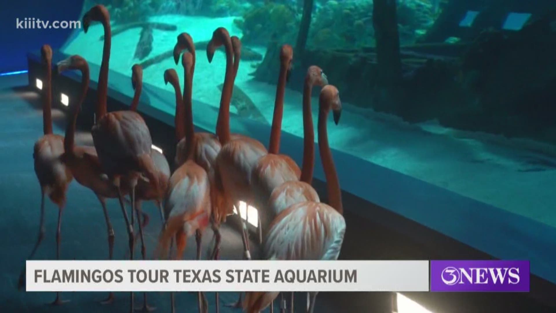 Flamingos Get Special Tour Of Texas State Aquarium Kiiitv Com