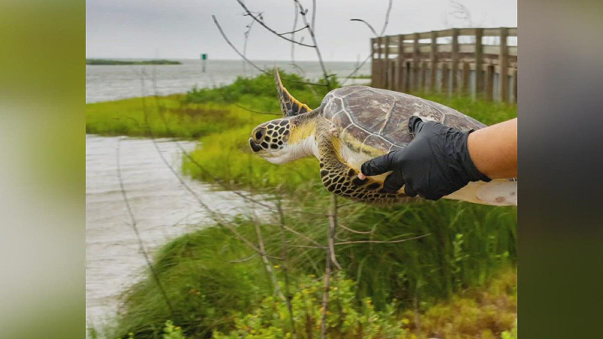 Many of the released turtles became healthy after months of healing, following January's cold stunning event.