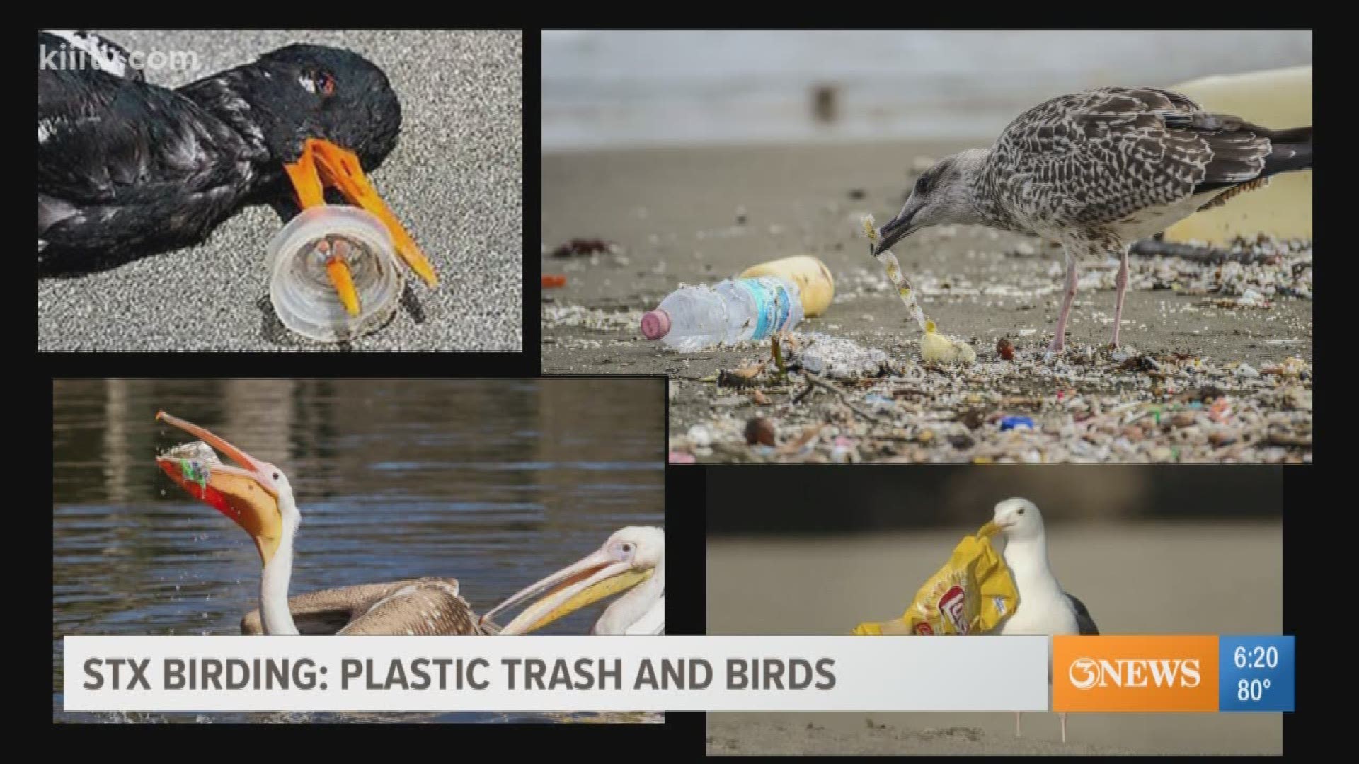Plastic trash in the water can harm birds, sealife