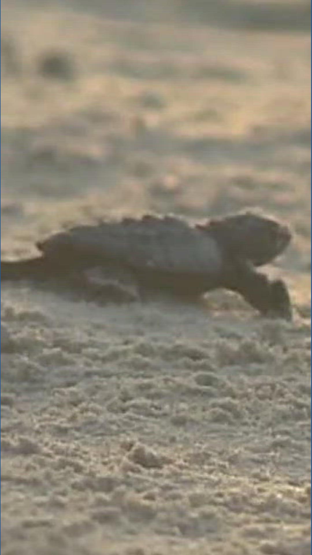 Texas breaks record with 449 Kemp’s ridley sea turtle nests this season ...