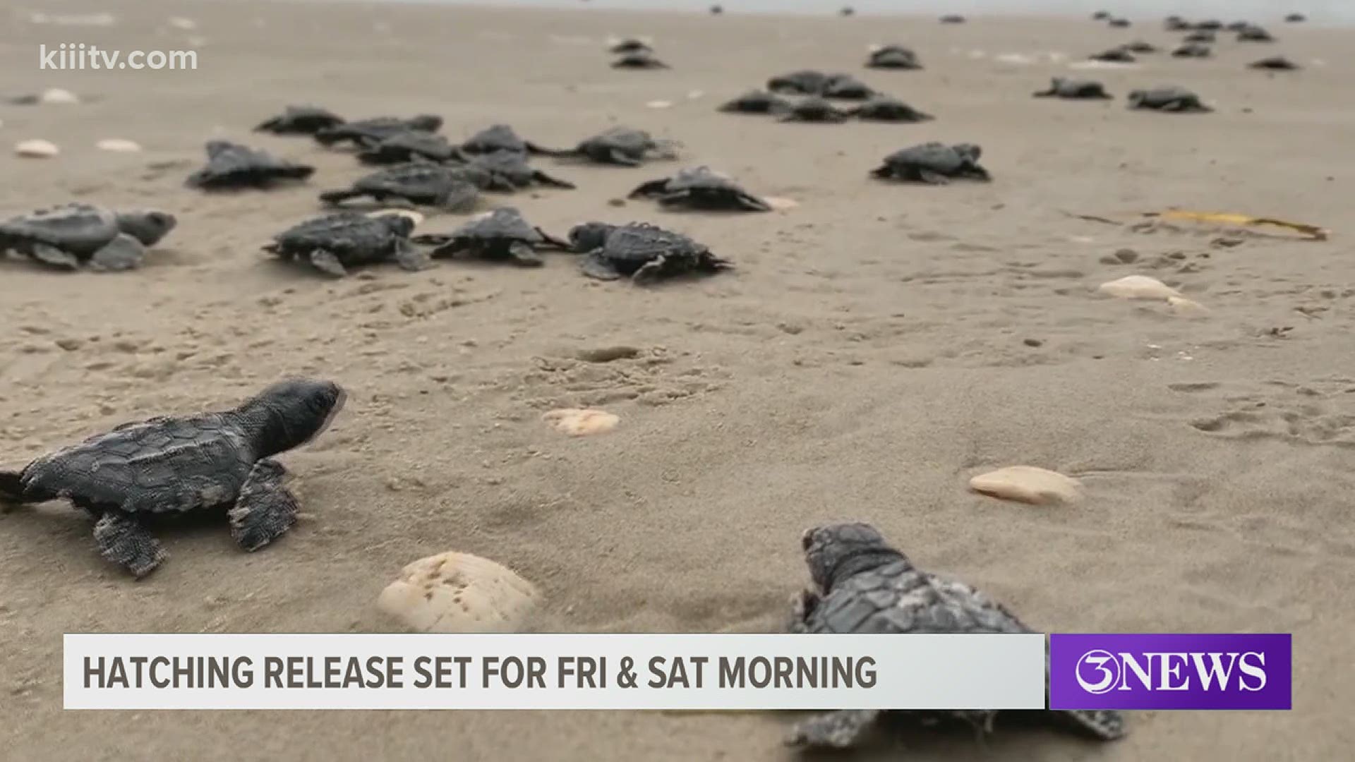 The releases, which are open to the public, will be held on Friday and Saturday mornings at 6:45 a.m. at Malaquite Beach.