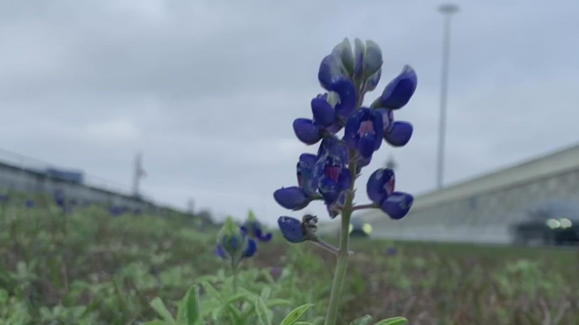 3NEWS shows viewers where they can find the popular flower in South Texas.