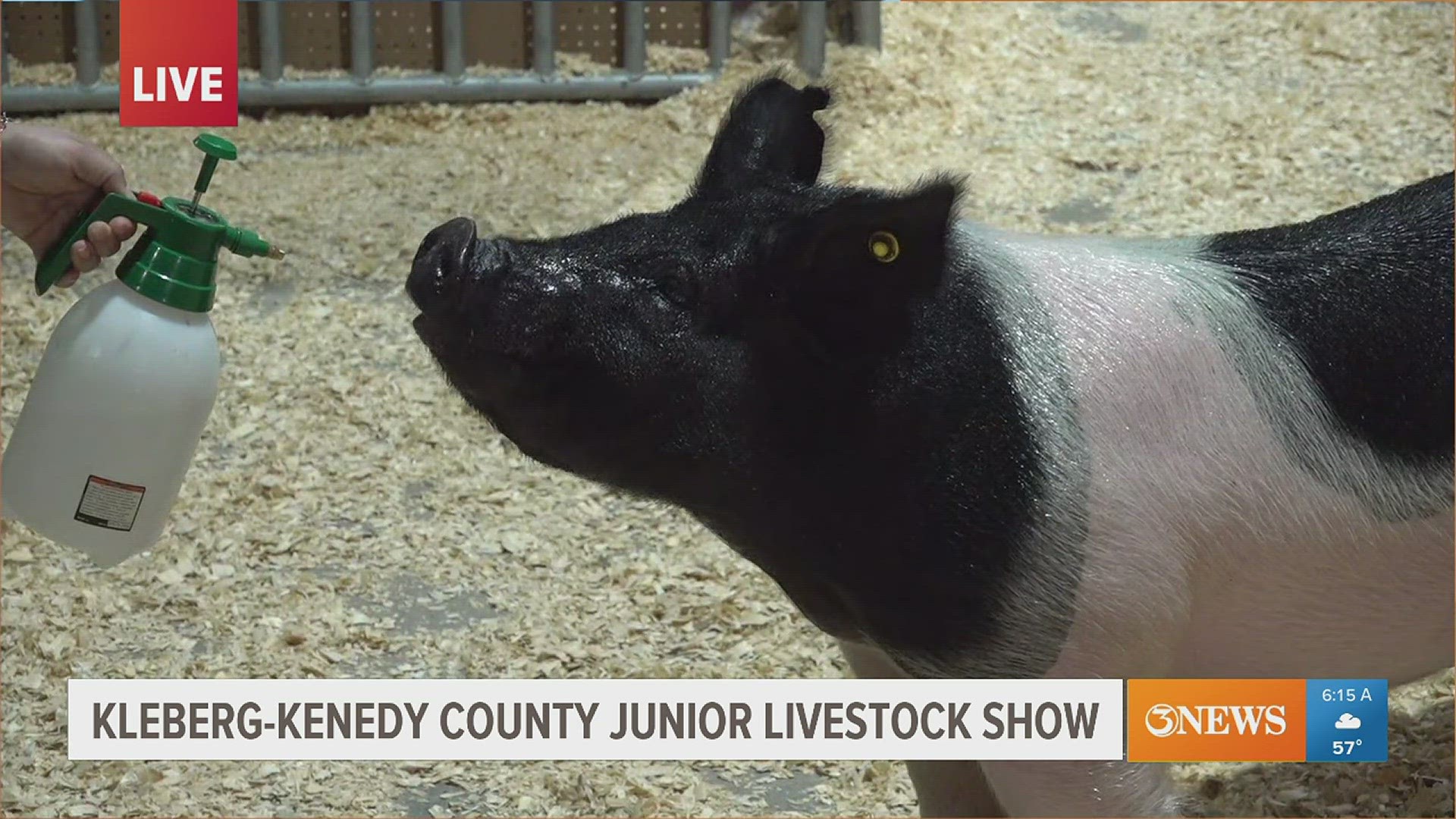 The show promotes agriculture & supports the students of Kleberg-Kenedy County. This students says it teaches life skills & helps create amazing memories.