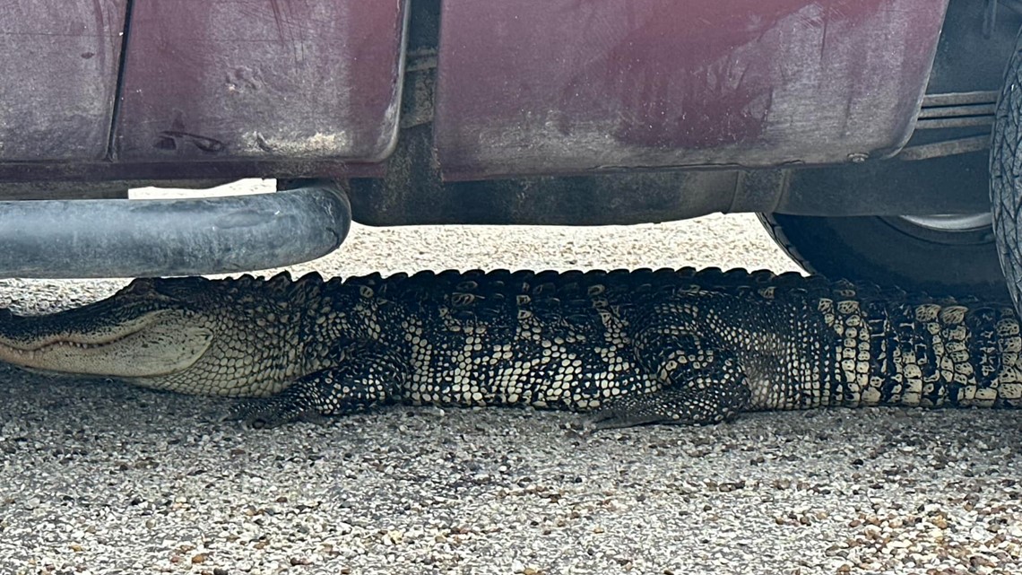 Nueces County deputies 'wrestle' alligator near Bluntzer | kiiitv.com