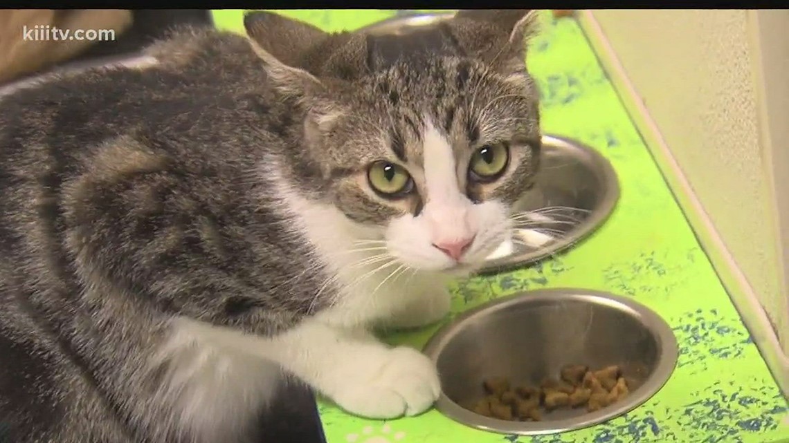 Kingsville's spay and neuter ordinance goes into affect on Nov. 1 - Vimarsana News