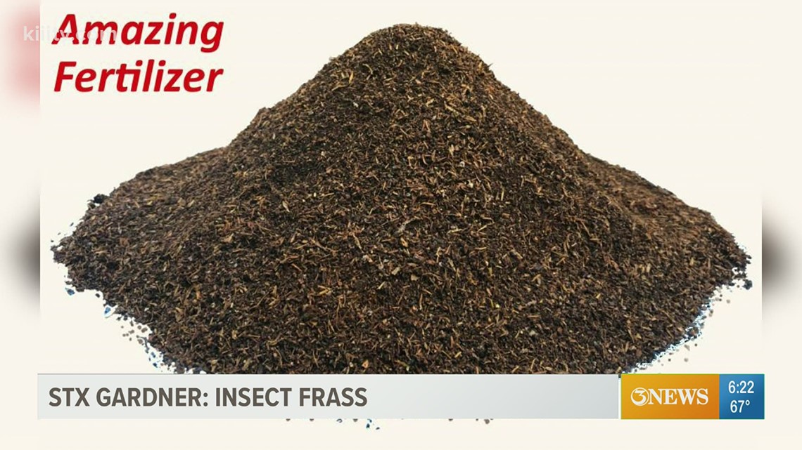 Fras Insect South Texas Gardener - insect frass | kiiitv.com