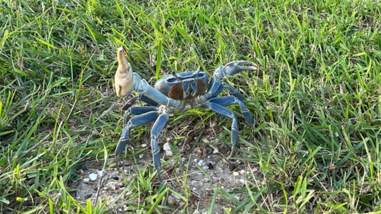 Feeling crabby? Blue land crabs spotted across Corpus Christi after heavy rains