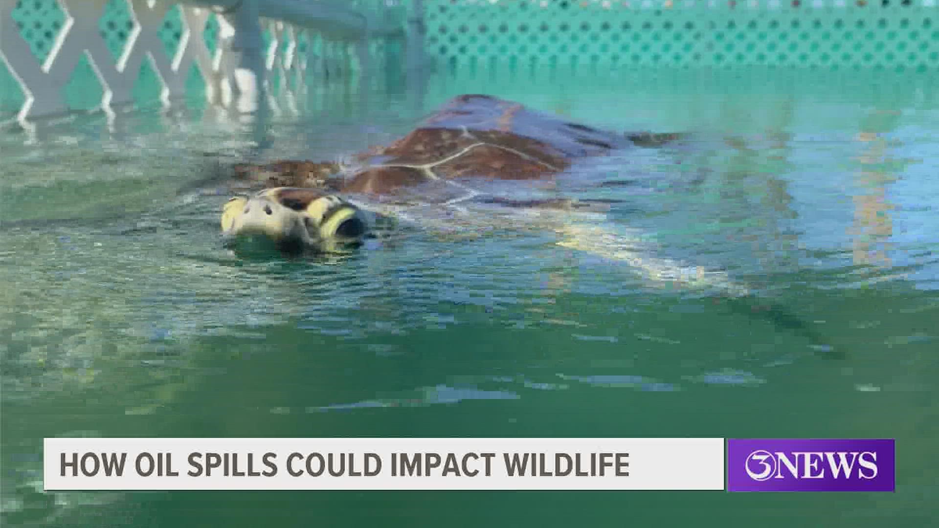 3NEWS spoke with wildlife experts to see how oil spills could impact the environment.
