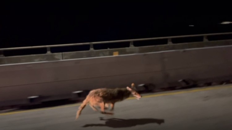 Destination unknown: Coyote takes JFK Causeway to Flour Bluff