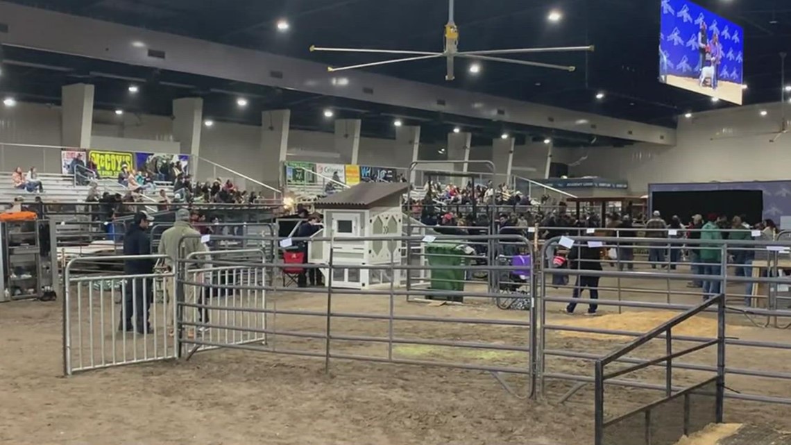 Kleberg-Kenedy County Junior Livestock Show kicks off - Vimarsana News