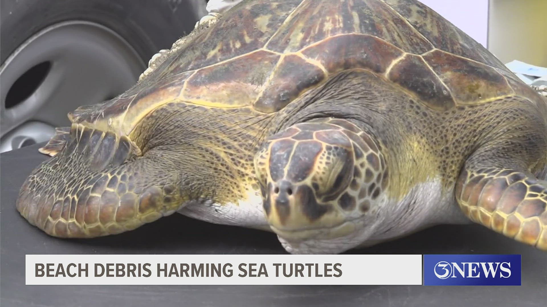 Weather balloons may harm local sea turtles, marine life | kiiitv.com