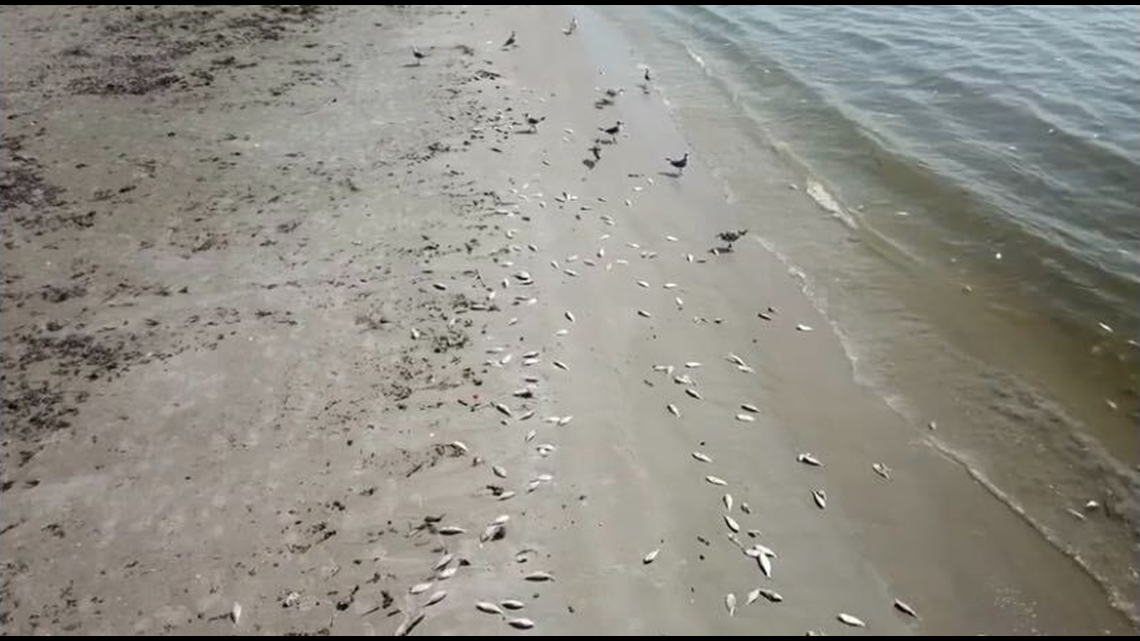 Fish kill reported in Port Aransas, researchers