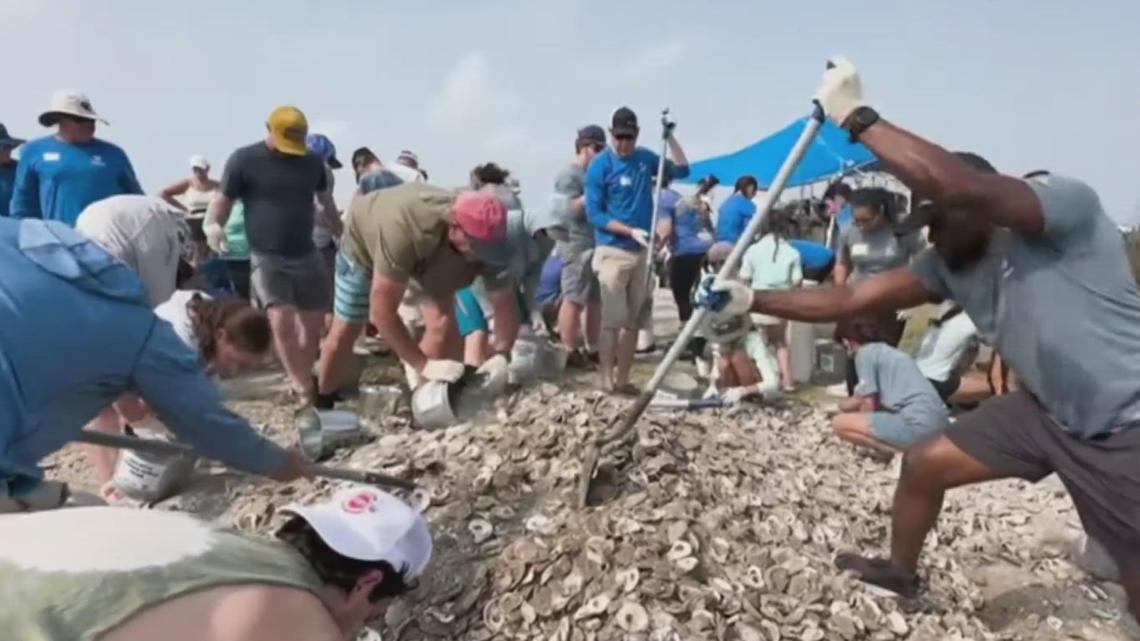 Harte Institute, Coastal Bend Bays & Estuaries join forces to restore Texas oyster reefs