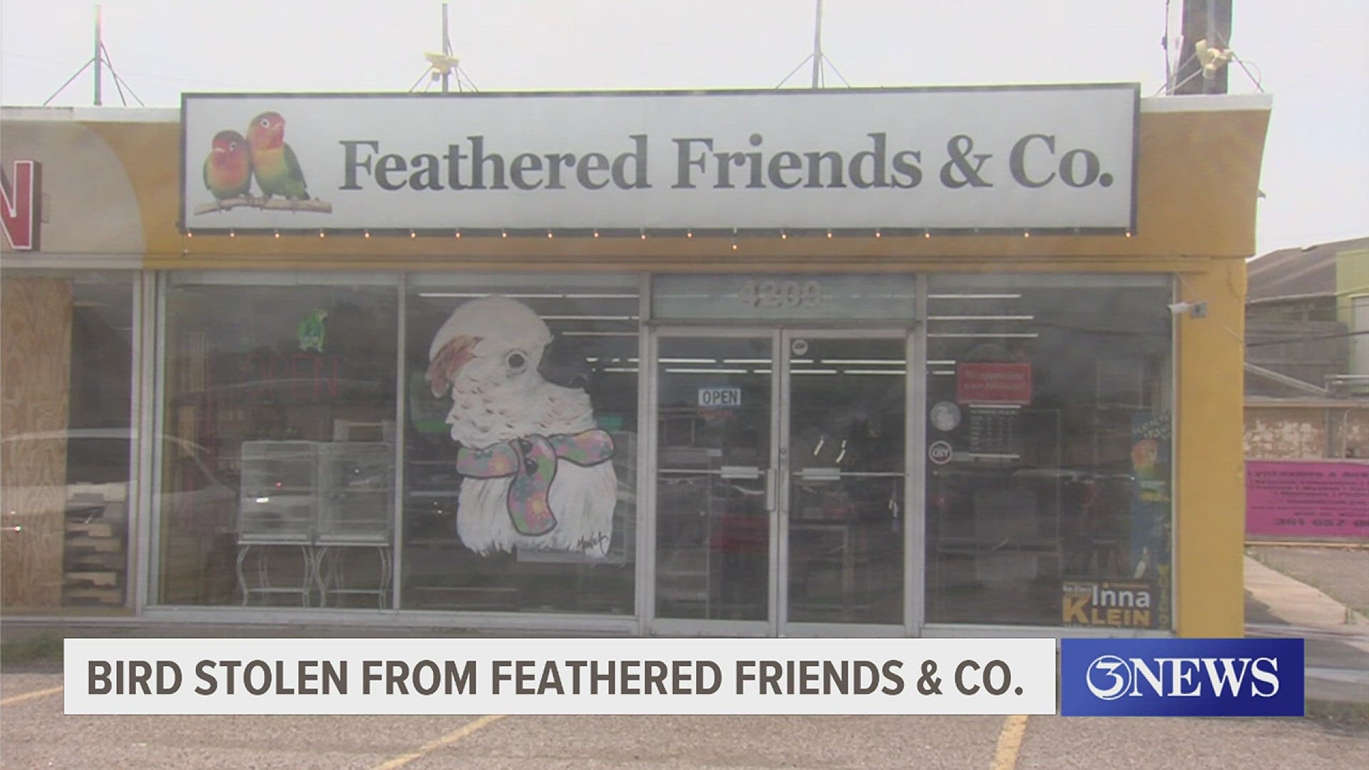 Two men reportedly broke into Feathered Friends & Co. early Thursday morning, stealing a 16-year-old macaw named Romeo.