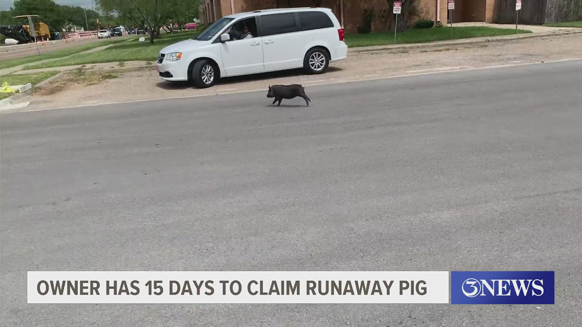 After leading community members on a multi-day chase, this little piggy is staying at the Sheriff's Annex where her owner has 15 days to pick her up.