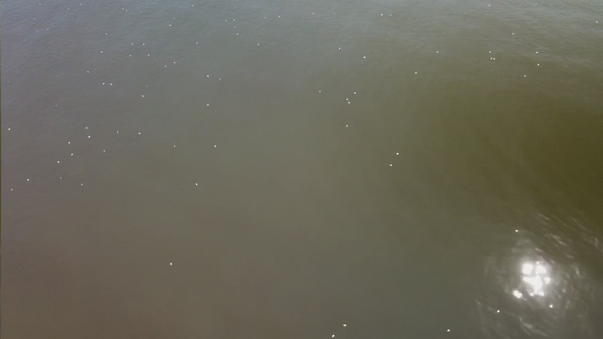 There are dead fish in the water at beach access road 1A and dead fish all up and down the beach in Port Aransas.