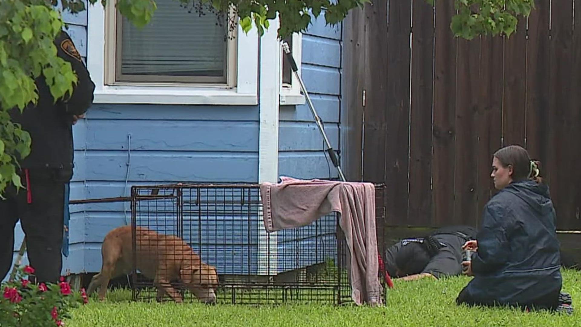 The two dogs descried as stray pit bull-mixes have killed neighborhood cats, attacked a dog and residents.