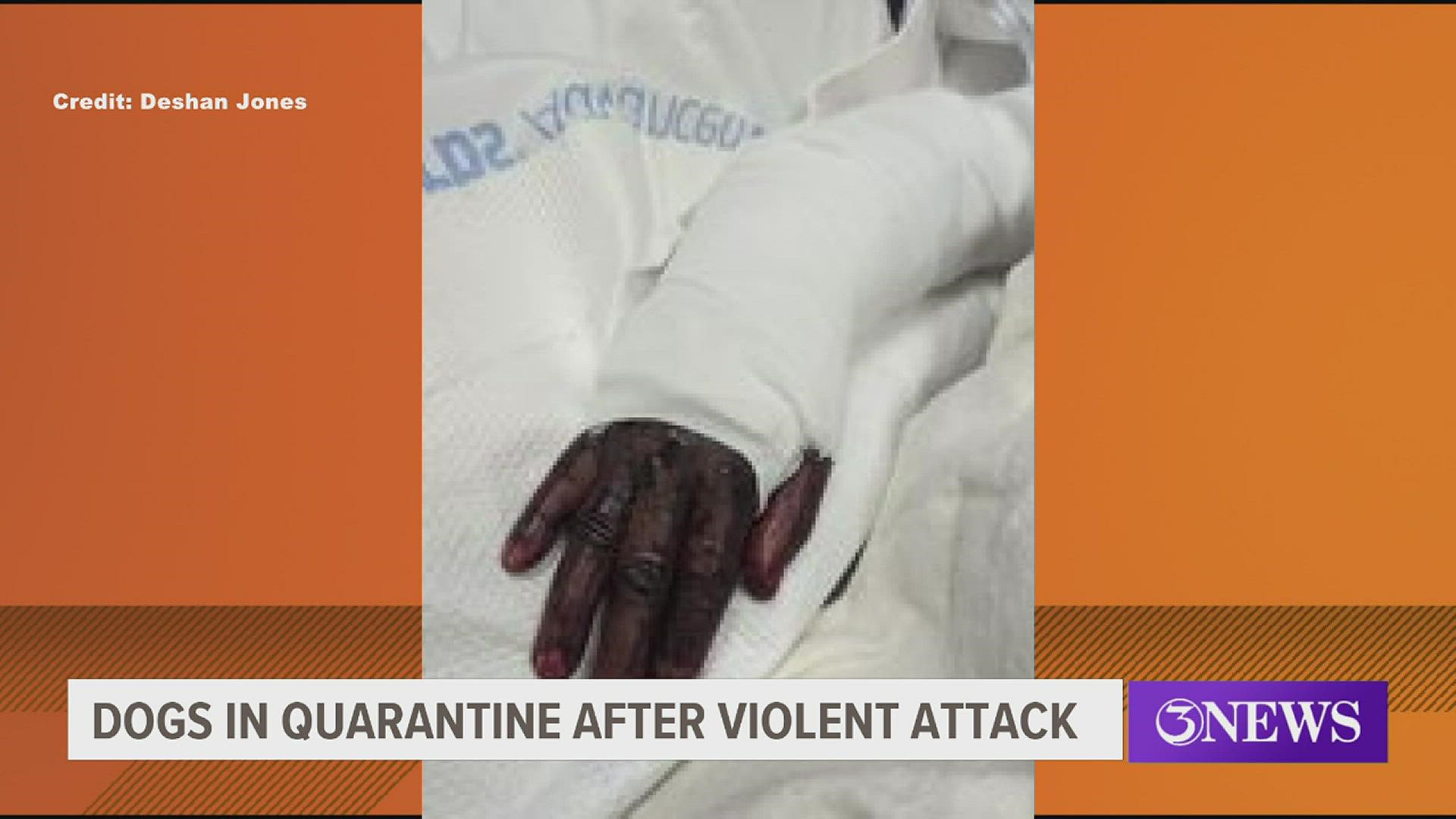 How Much Does It Cost To Quarantine A Dog In Texas