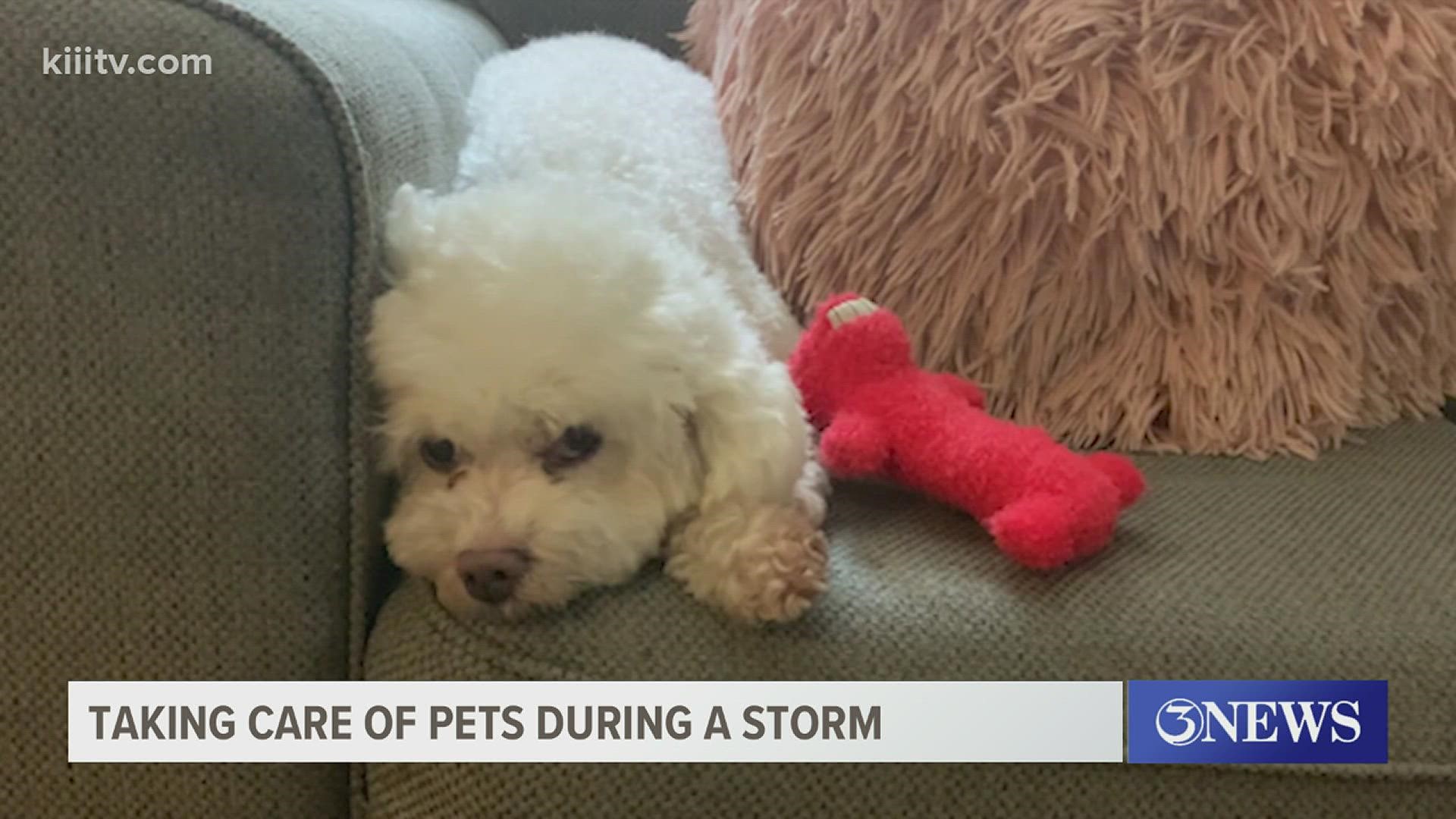 3News spoke with the Gulf Coast Humane Society and they shared a few tips on what to do if your pet gets anxious due to thunder or heavy rain.
