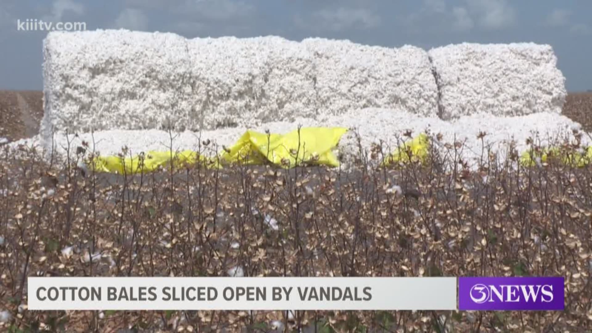 "We're not going to be able to recover all the cotton," Keeney said. "The cotton we will be able to recover is going to have sticks in it, dirt in it. Hoing to lower the grade."