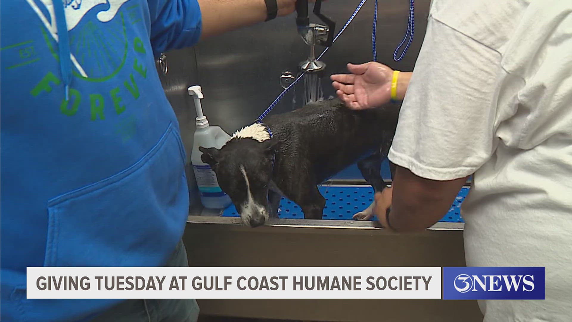 Volunteers from TAMU-CC helped prepare the sweet pups for adoption!